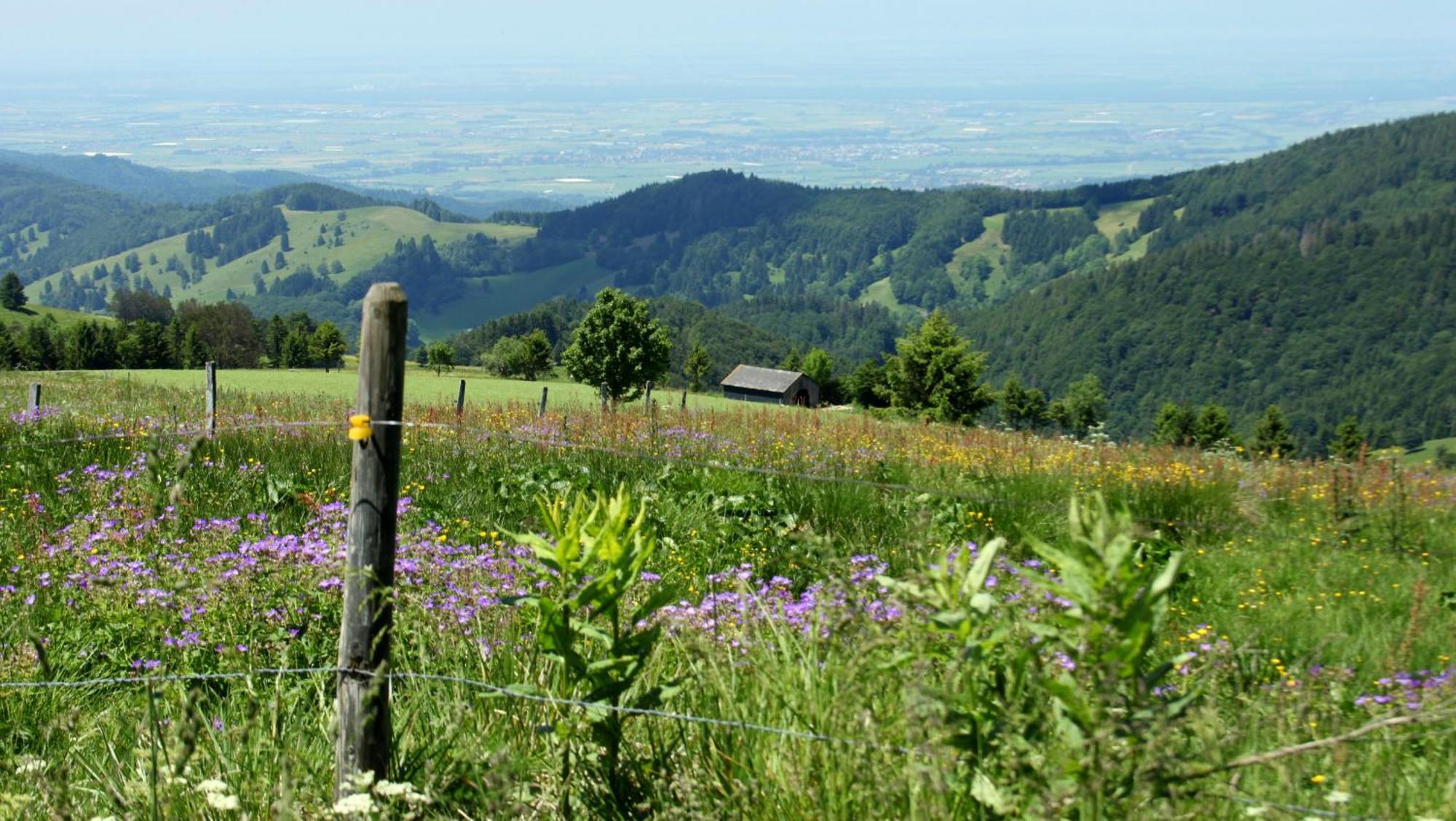 View House, Schauinsland, Black Forest Münstertal Dış mekan fotoğraf